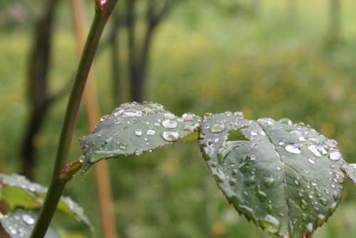 Rosenblatt Nature Rain Drop Of Water Raindrop