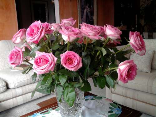 Roses Pink Roses Flowers They Jaron With Flowers