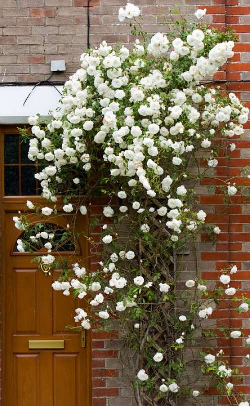 Roses Rose Flowers White Rambling Climbing Door