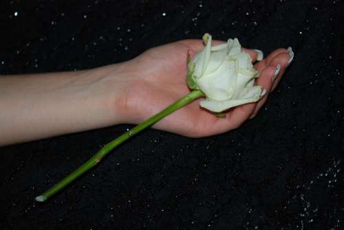 Roses Wild Rose Blue Sky Hands Wedding Finger