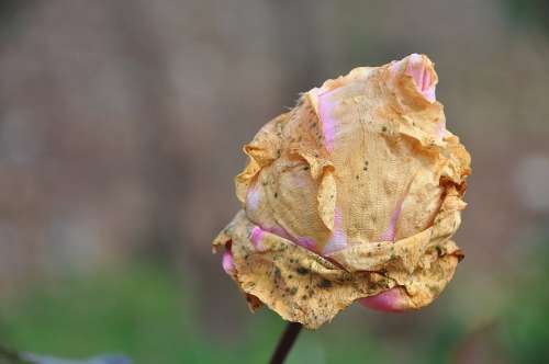 Roses Flower Nature Macro Pink Rose Green Leaf