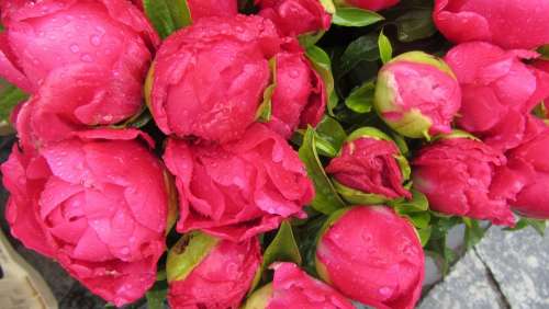 Roses Red Peony Market Flowers