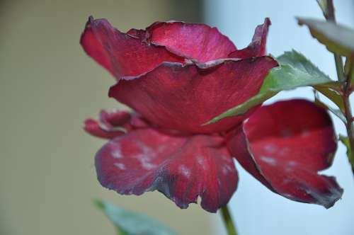 Roses Flower Nature Macro Red Rose Green Leaf