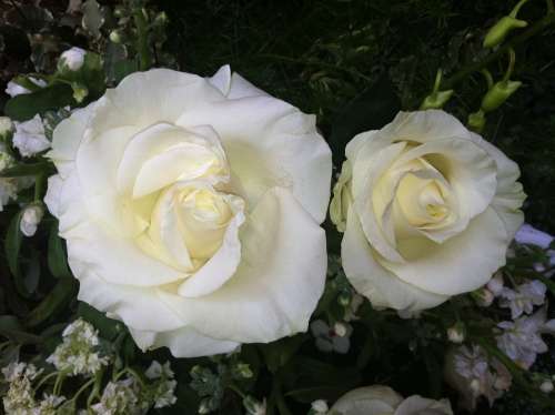 Roses White Flowers Romance Love Romantic
