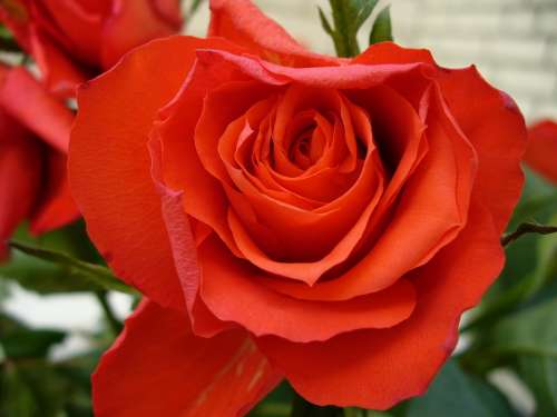 Roses Rose Bloom Red Plant Fragrance Beauty