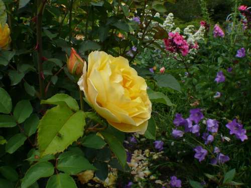Roses Yellow Blossom Bloom Rose Bloom Plant