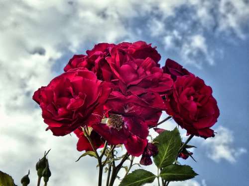 Roses Red Strong Flowers Love Sky Dramatic