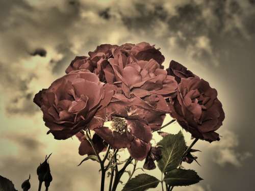 Roses Sepia Duo Strong Flowers Love Sky Dramatic