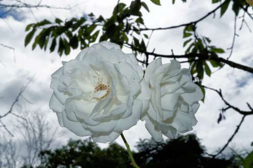 Roses Flowers White Beauty Summer Backlighting