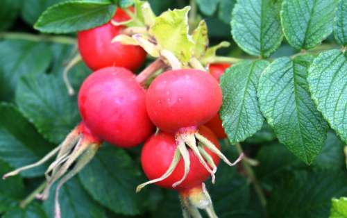 Roses Wild Rose Rosenstock Rose Hip Fruit