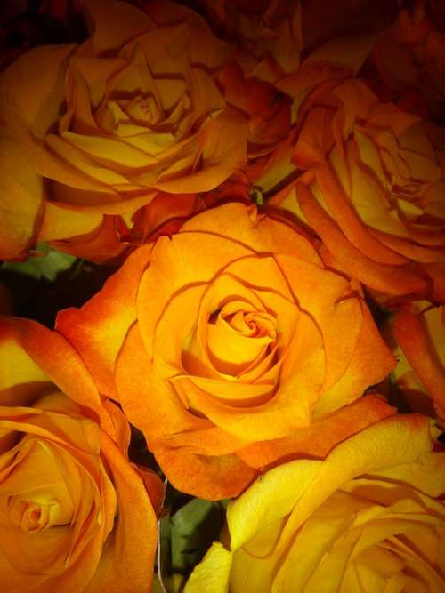 Roses Bouquet Orange