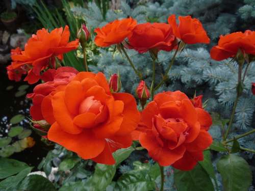 Roses Orange Fir Flower Floral Blossom Petal