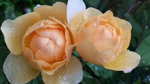 Roses Raindrop Drop Of Water Rose Bloom Flowers