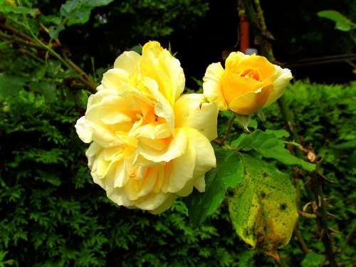 Roses Yellow Garden Flower Rose Bloom Fragrance