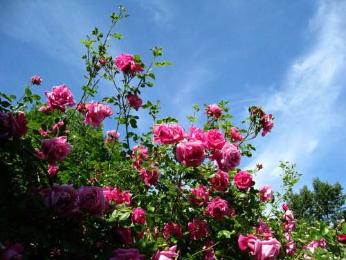 Roses Pink Sky Blue Blue Shrubs Summer Sunshine