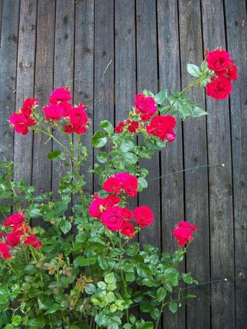 Roses Red Wooden Wall Wall