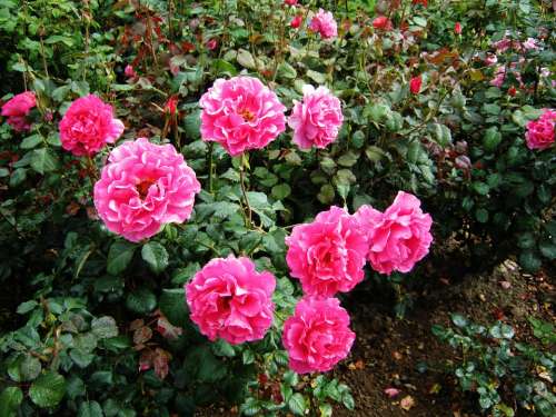 Roses Discounts Tiresome Flowers Bed Strong