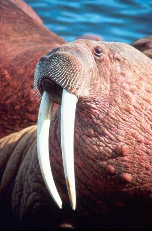 Rosmarus Odobenus Head Male Walrus Animals Fauna