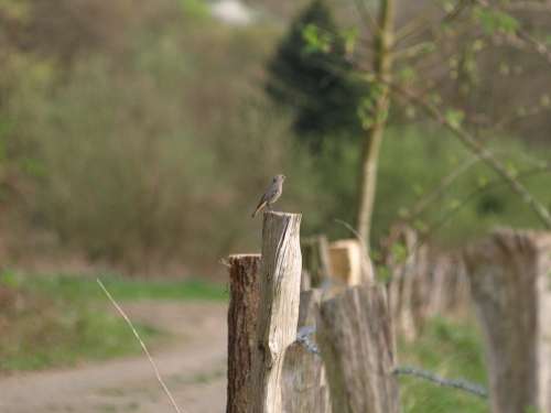 Rotschwaenzchen Bird Small Bird Fence