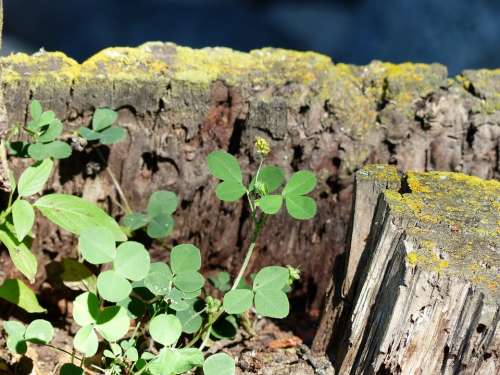 Rotten Tree Stump Clover Plant Forest Wild