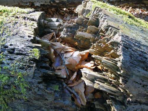 Rotten Wood Burst Fragmented Log Broken Rot