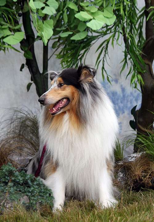 Rough Collie Collie Dog Sable Merle Beautiful