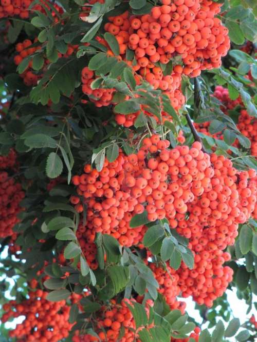 Rowan Orange Autumn September Berry Orange Berries