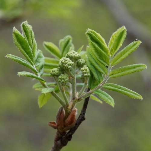 Rowan Bud Spring A New Beginning Sorbus