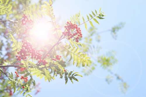 Rowan Berry Sun Tree Sky Twig Fruits Beautiful