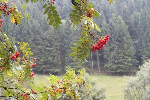 Rowanberries Autumn Weather Berries Nature Tree