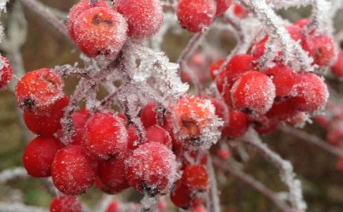Rowanberries Frost Frozen Cold Crystal Winter