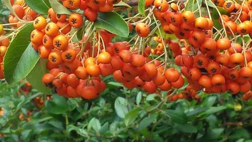 Rowanberries Berries Orange Fruits Nature Fruit
