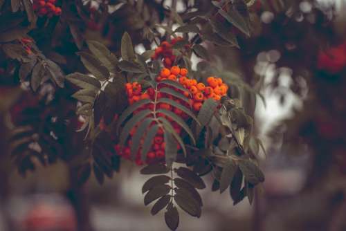 Rowanberries Ash Mountain Ash Aesthetic Leaves