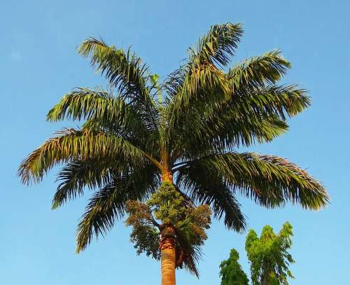 Royal Palm Palm Roystonea Regia Arecaceae Tree