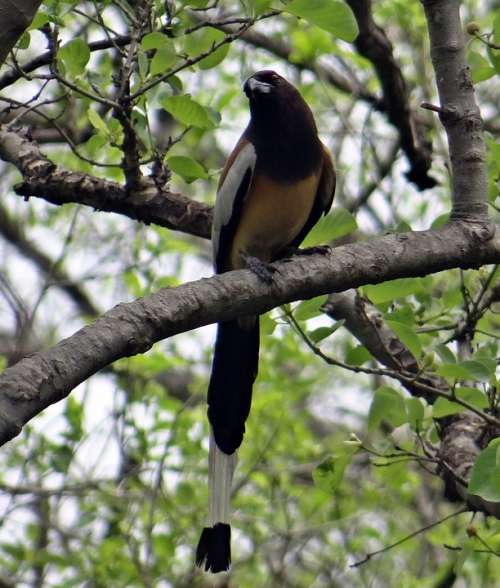 Rufous Treepie Dendrocitta Vagabunda Treepie Bird