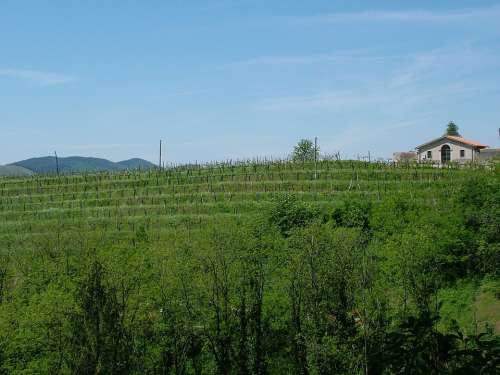 Rural Vine Grape