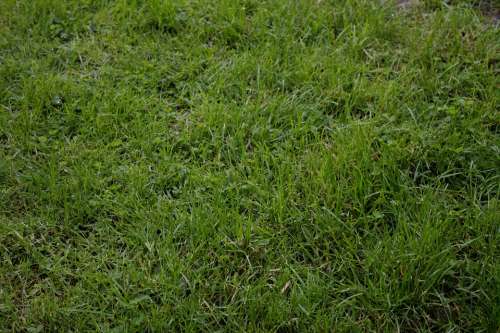 Rush Meadow Space Landscape Texture Pasture