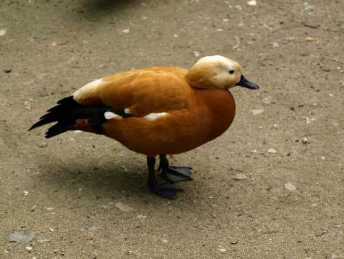 Rust Goose Goose Bird Poultry