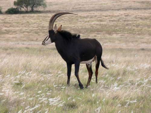 Sable Antelope Africa Wild Wildlife Game