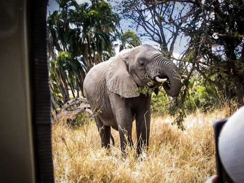 Safari Serengeti Elephant Africa Tanzania