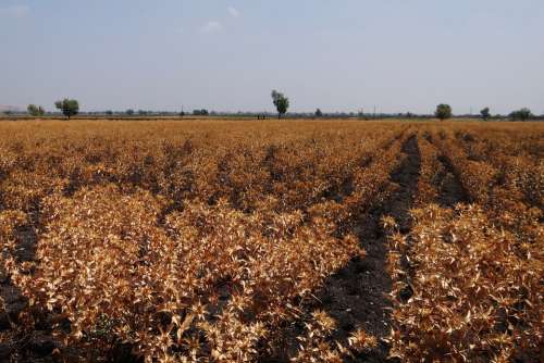 Safflower Fields Crop Ripe Harvest-Ready Karnataka