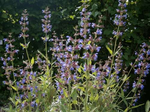 Sage Sage Plant Garden Plant Garden Plant Nature