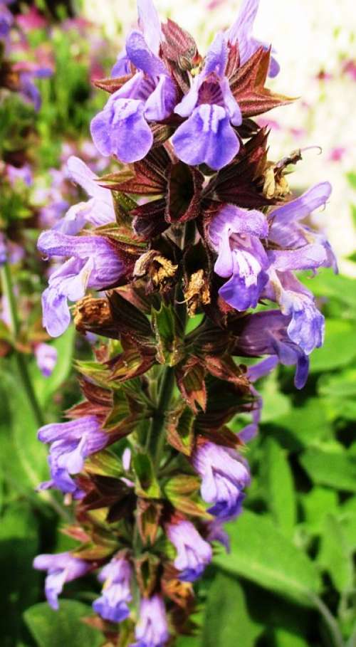 Sage Real Sage Leaves Culinary Herbs