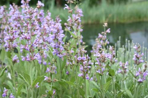 Sage Flower Sage Flower Medicinal Herb Purple