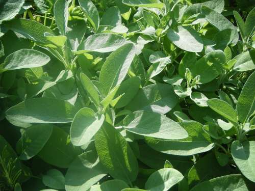 Sage Herbs Green Spice Culinary Herbs Plant Herb