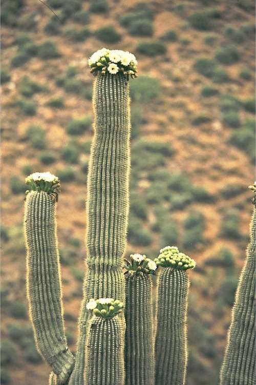 Saguaro Cactus Cactus Blossom Plant Blossom Bloom