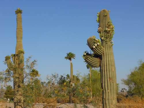 Saguaro Cactus Arizona Green Plant Desert Usa