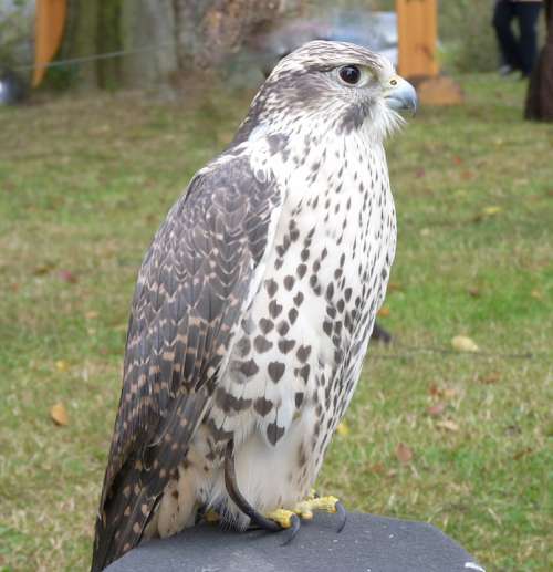 Saker Or Würgefalke Bird Plumage Raptor Falcon