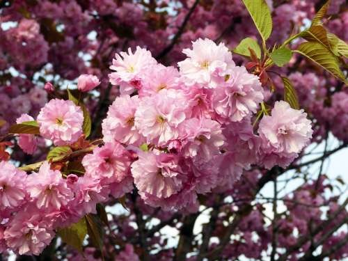 Sakura Spring Flowers Cherry Blossoms Nature
