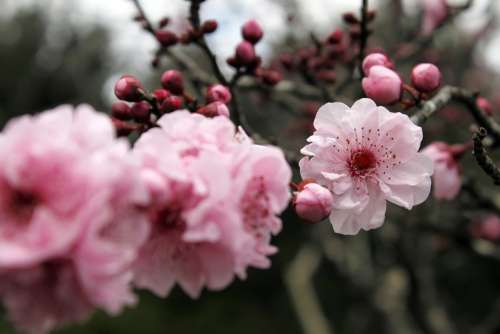 Sakura Cherry Blossom Japanese Cherry Trees Flower
